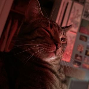 Meet your Posher, Iris